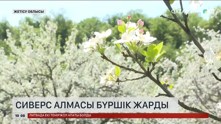 Жоңғар Алатауының баурайында Сиверс ағашы бүршік жарды