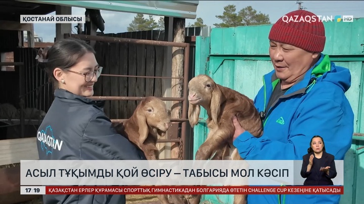 Асыл тұқымды қой өсіру – табысы мол кәсіп