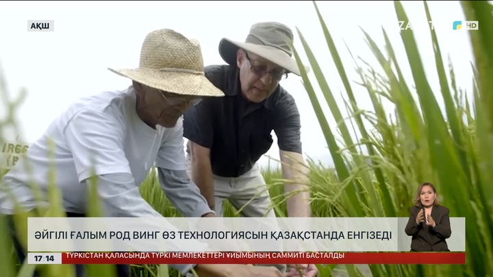 Бидай мен күрішті әдеттегіден 3 есе тез өсіруге болады