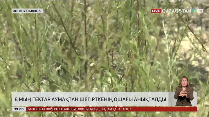 Жетісу облысында шегіртке ошақтары анықталды