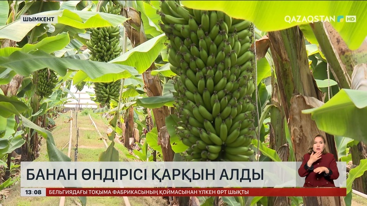 Шымкентте банан баптау үрдіске айналды