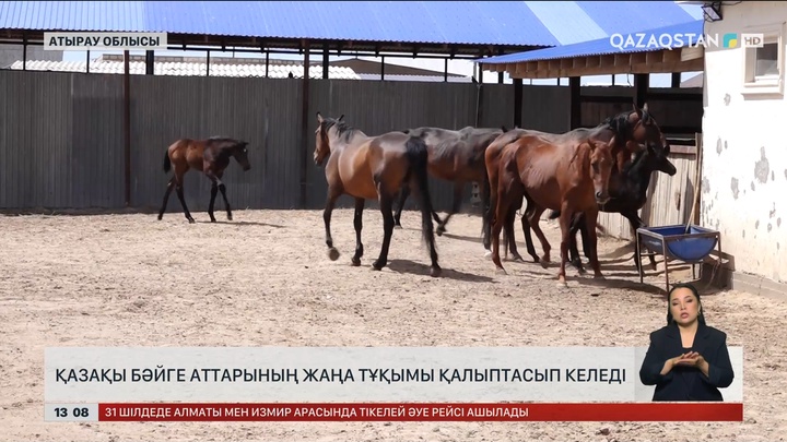 Атырау облысында бәйге аттарының жаңа буыны өсірілуде