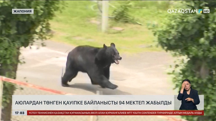 Жапонияда аюлардың шабуылы жиілеп кетті