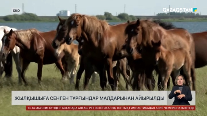Жылқышыға сенген халық малынан айырылған