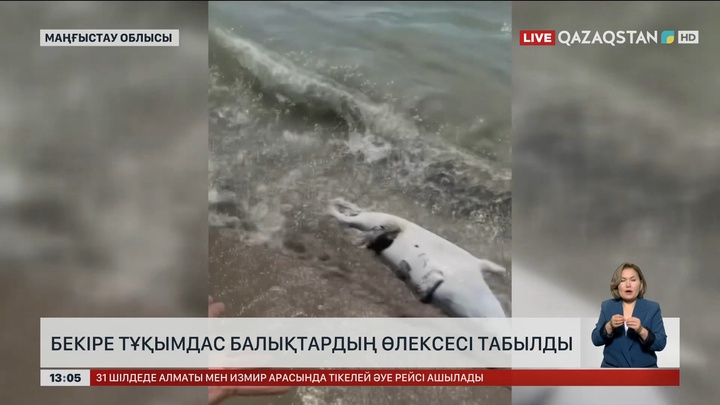 Маңғыстауда теңіз жағасына бекіре тұқымдас балықтардың өлексесі қалқып шыққан