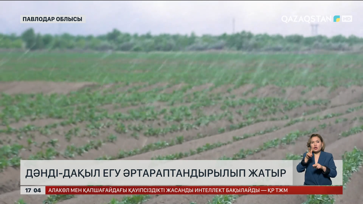 Павлодар облысында егін саласын әртараптандыра бастаған