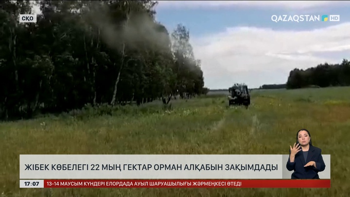 СҚО-да қаптап кеткен жібекқұрт орманды жұтатып жіберді