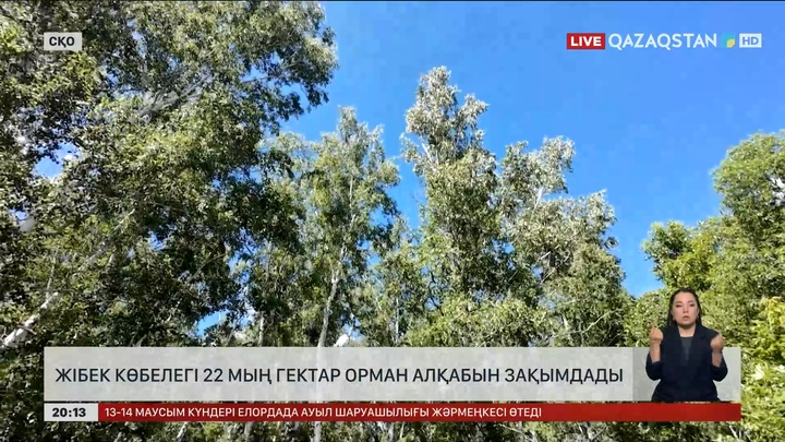 Жібек көбелегі 22 мың гектар орман алқабын зақымдады