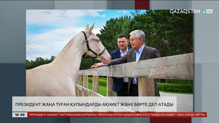 Президент жаңа туған құлындарды Ақниет және Бөрте деп атады 
