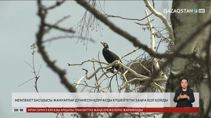 Мемлекет басшысы жануарлар дүниесін қорғауды күшейтетін заңға қол қойды