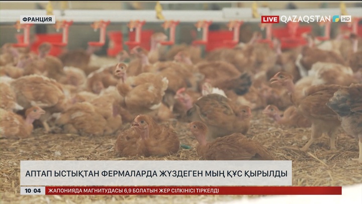 Францияда аптап ыстықтан фермаларда жүздеген мың тауық қырылды