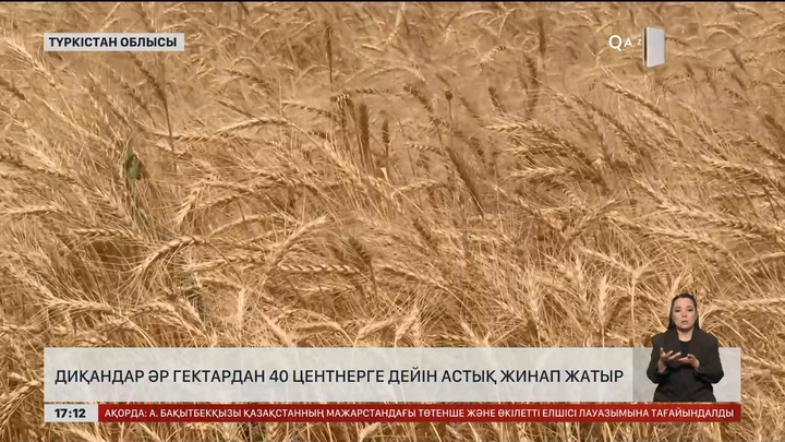 Түркістан облысында астық орағы қыза түсті