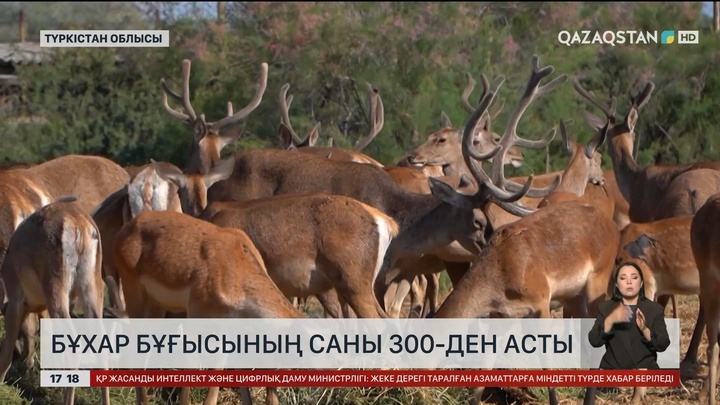 Түркістан облысында Бұхар бұғысының саны 300-ден асты