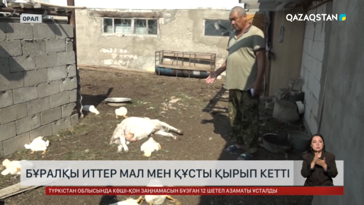 Оралда бұралқы иттер мал мен құсты қырып кетті