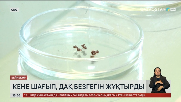  СҚО-да кене шаққан тұрғын дақ безгегін жұқтырды
