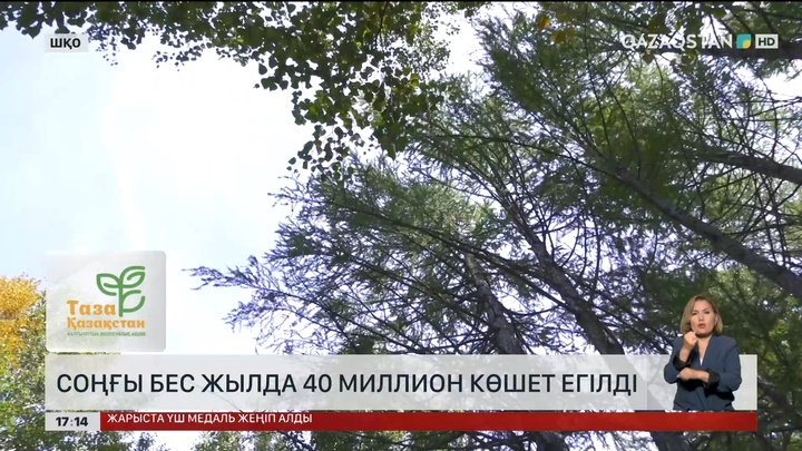 Шығыстағы орманшылар бес жылда 40 млн көшет екті