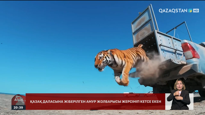 «Іле-Балқаш» резерватында Амур жолбарысы табиғи ортаға жіберілді