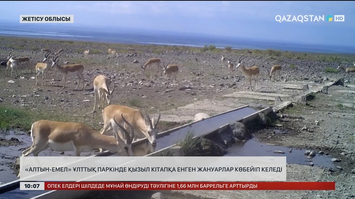 «Алтын-Емел» ұлттық паркінде Қызыл кітапқа енген жануарлар көбейіп келеді