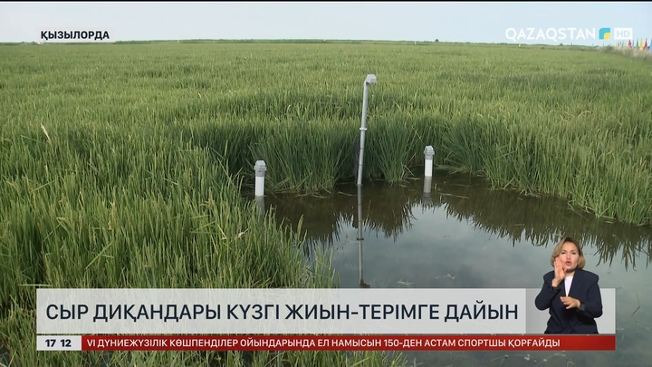 Сыр диқандары күзгі жиын-терімге дайын
