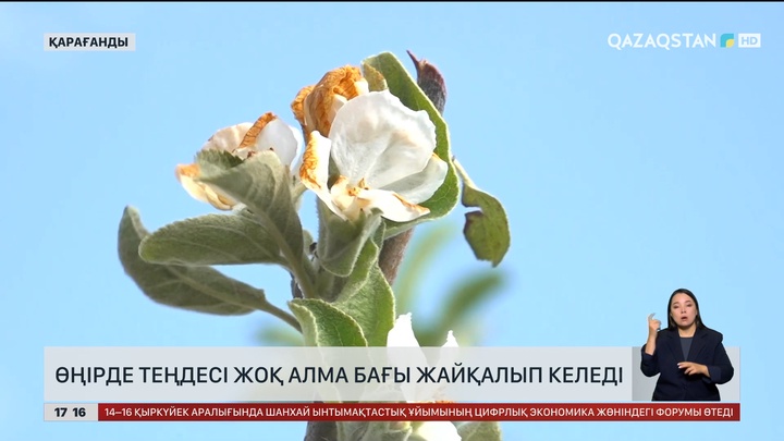 Қарағандыда ерекше алма бақ жайқалып тұр