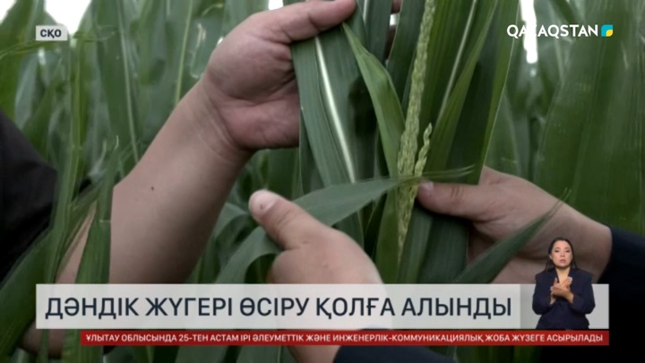 СҚО-да дәндік жүгеріні өсіруді қолға алды 