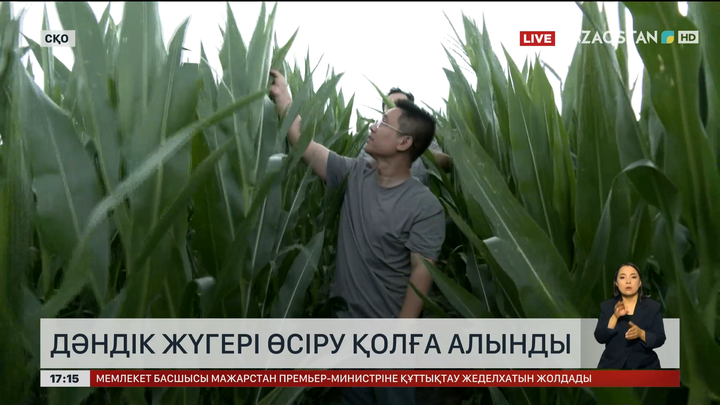 СҚО-да дәндік жүгеріні өсіруді қолға алды 