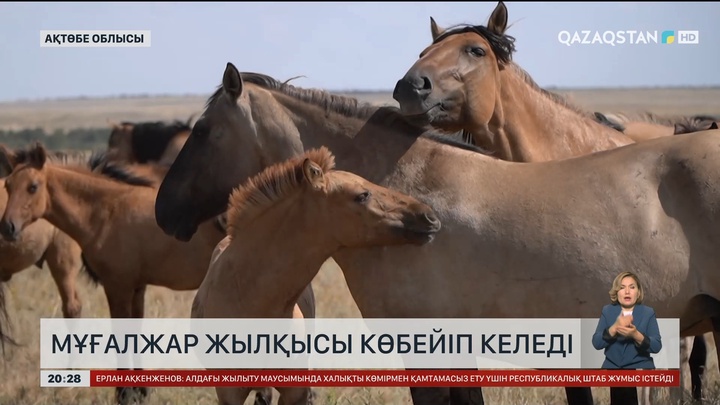  Елімізде Мұғалжар жылқысы көбейіп келеді