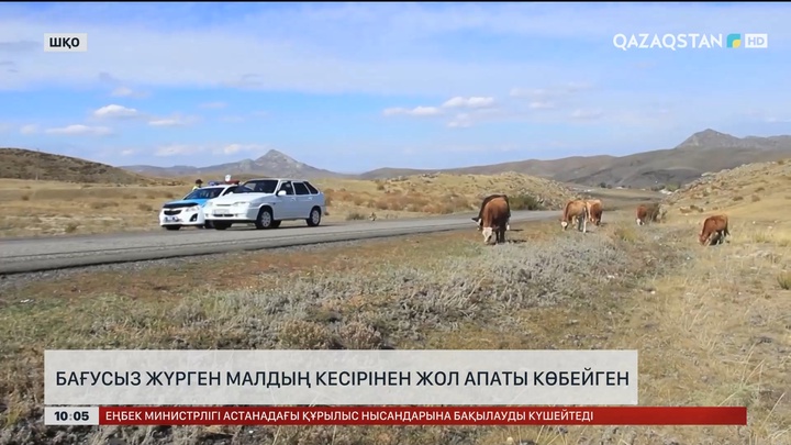  ШҚО-да бағусыз жүрген малдың кесірінен жол апаты көбейген