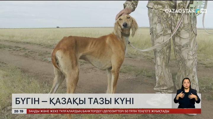 Бүгін – Қазақы тазы күні