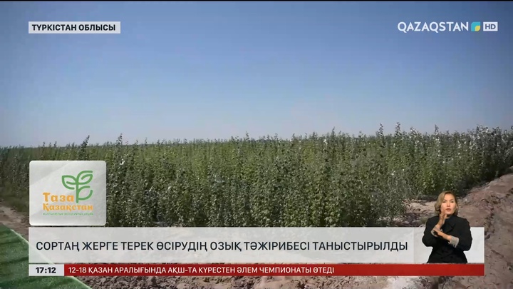 Түркістан облысында сортаң жерге де терек өсіруде