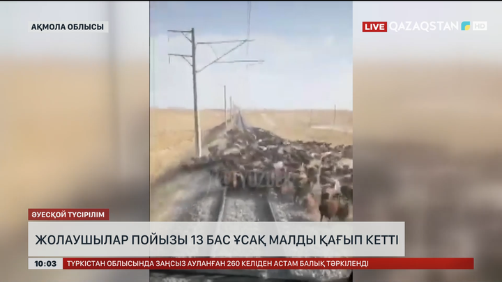 Ақмола облысында жолаушылар пойызы 13 бас ұсақ малды қағып кетті