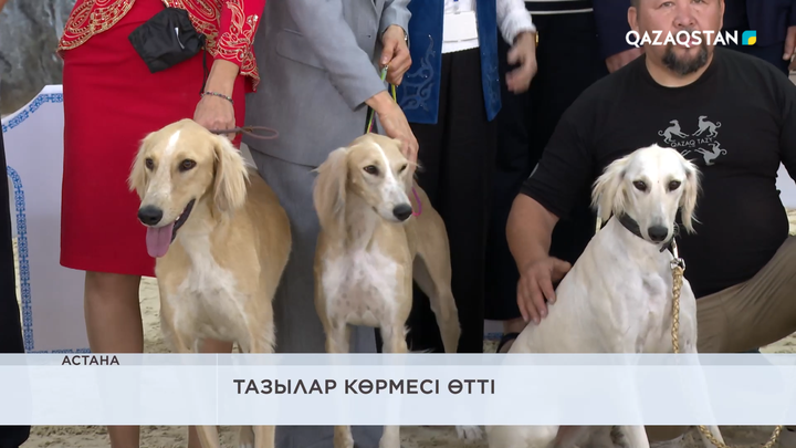 Астанада тазылар көрмесі өтті
