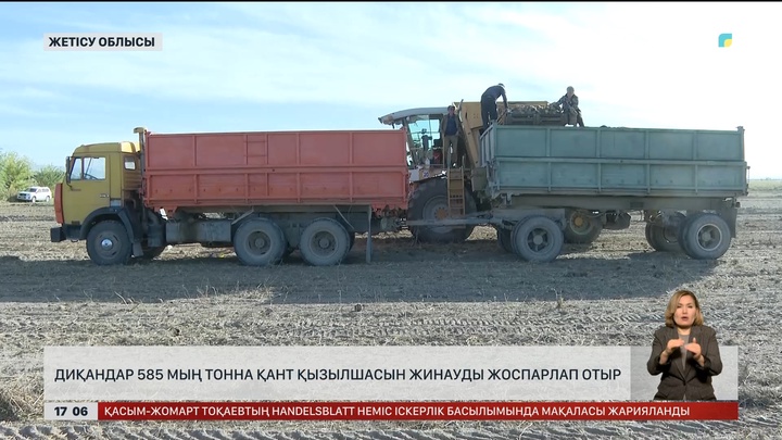 Жетісу облысы диқандары 585 мың тонна қант қызылшасын жинамақ