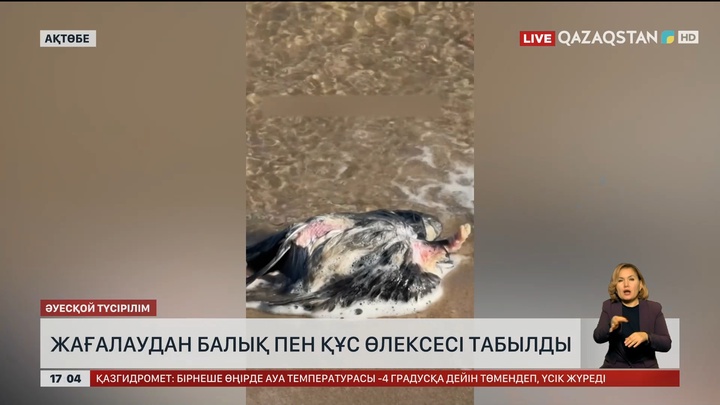 Ақтөбе су қоймасы жағасынан балық пен құс өлекселері табылды