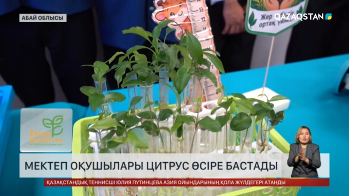 Абай облысында оқушылар цитрус өсіре бастады