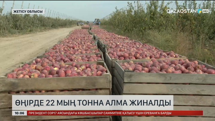 Жетісу облысында 22 мың тонна алма жиналды