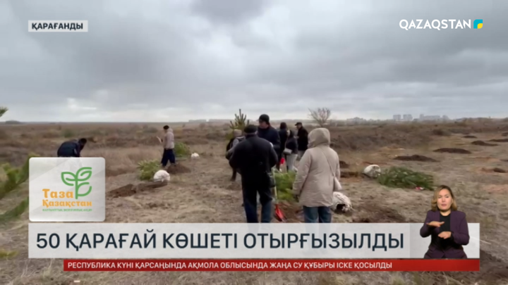 Қарағандыда 50 қарағай көшеті отырғызылды 