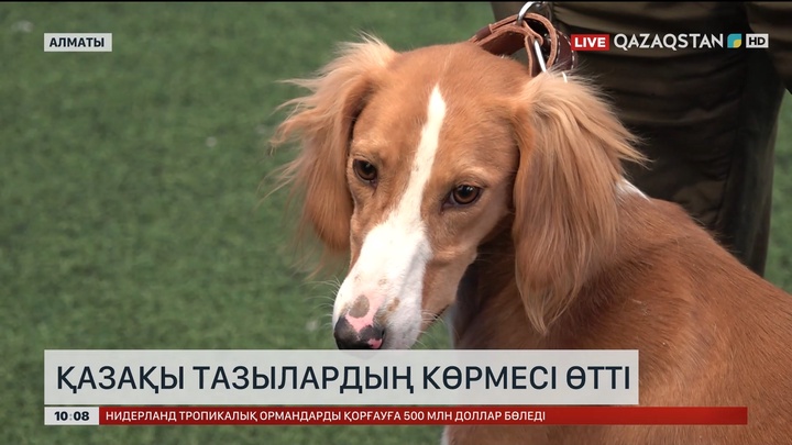 Қазақы тазылардың көрмесі өтті