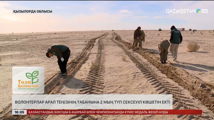 Волонтерлар Арал теңізінің табанына 2 мың түп сексеуіл көшетін екті