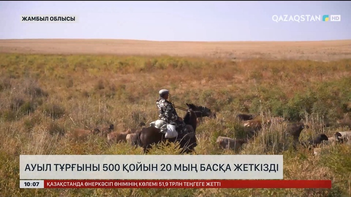 Меркі ауылының тұрғыны 500 қойын 20 мың басқа жеткізді