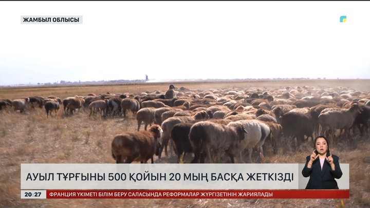 Ауыл тұрғыны 500 қойын 20 мың басқа жеткізді