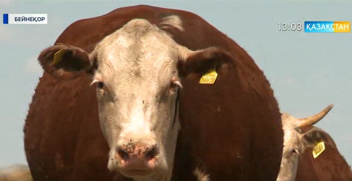 Қазақстан 5 бірдей мемлекетпен «стандарттарды үйлестіру» туралы келісім жасасты