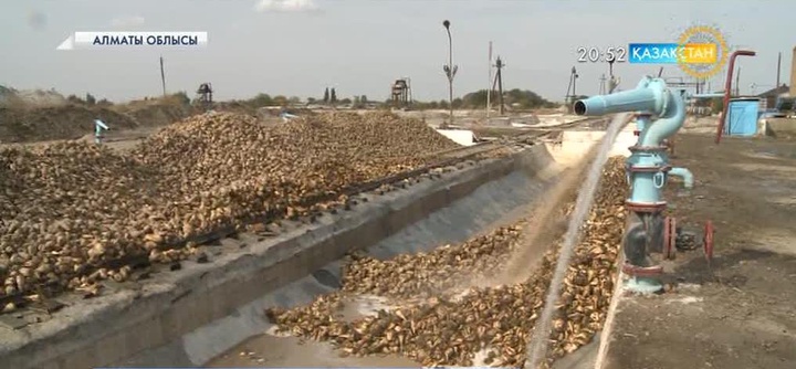  Алматы облысындағы Көксу қант зауытында алғашқы қант өнімдері қапталып жатыр