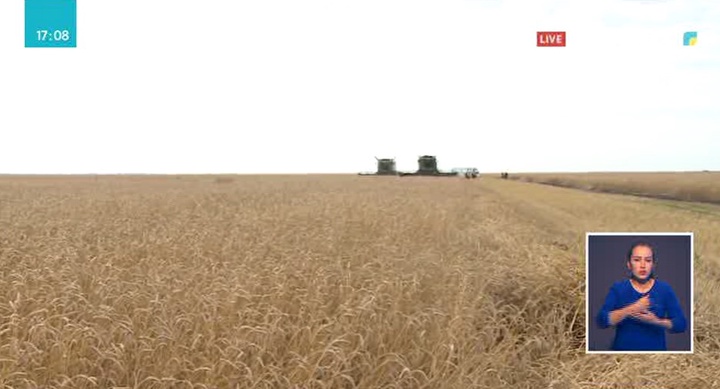 Қостанай облысында алқаптағы астықтың 93 пайызы орылып бітті