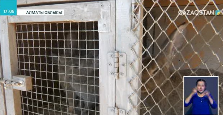 Қоян асырау - тиімді кәсіп