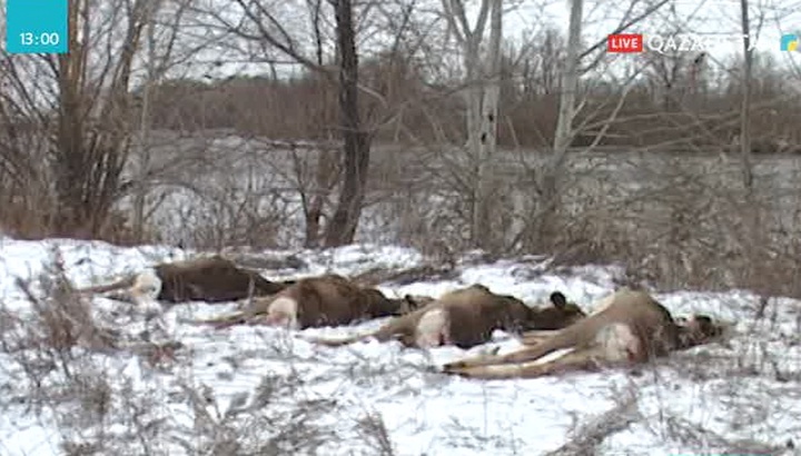 Павлодарда  ақбөкен атқан браконьерлер ұсталды