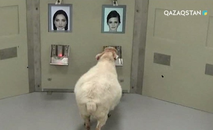 Ғалымдар: Қой адам бейнесін тани алады