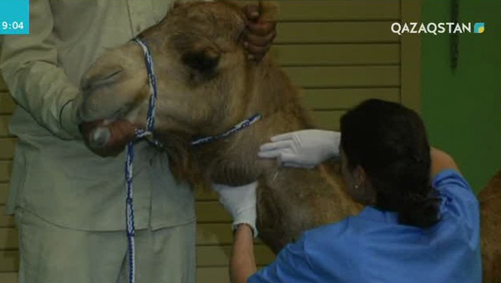 БАӘ-де түйелерге арналған аурухана ашылды