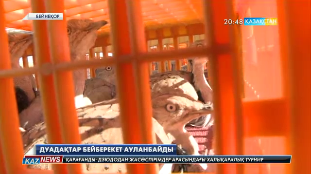 Дуадақтар бей-берекет ауланбайды