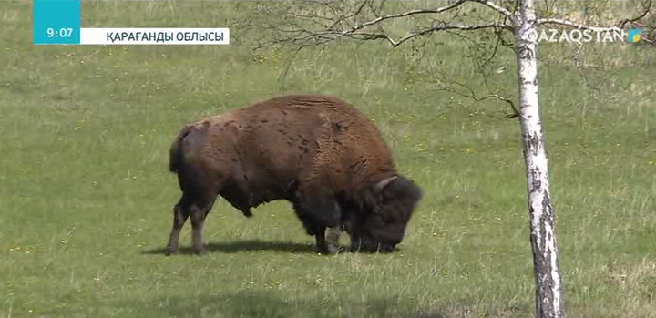 Қарқаралы ұлттық табиғат паркінде бизон төлдеді